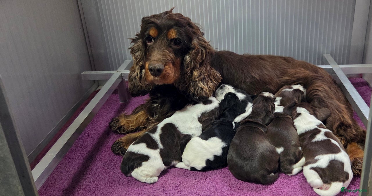 Engelse Cocker Spaniel honden Engelse Cockerspaniel pups met Stamboom. - Advertentie 2