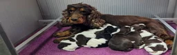 Engelse Cocker Spaniel honden te koop: Engelse Cockerspaniel pups met Stamboom. - Advertentie 2