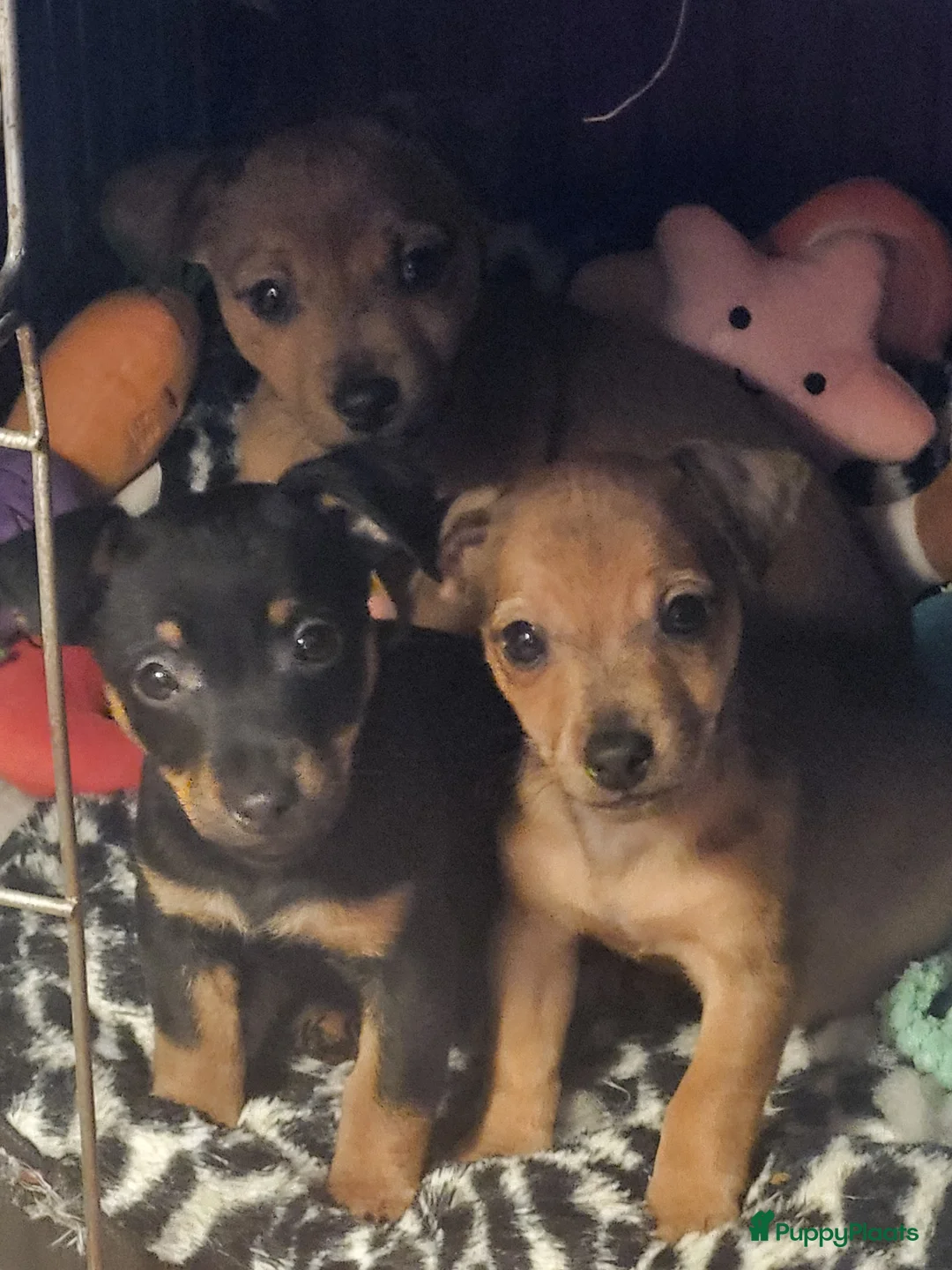 Jack Russel Terriër honden te koop: nog een black en tan reutje - Advertentie 4