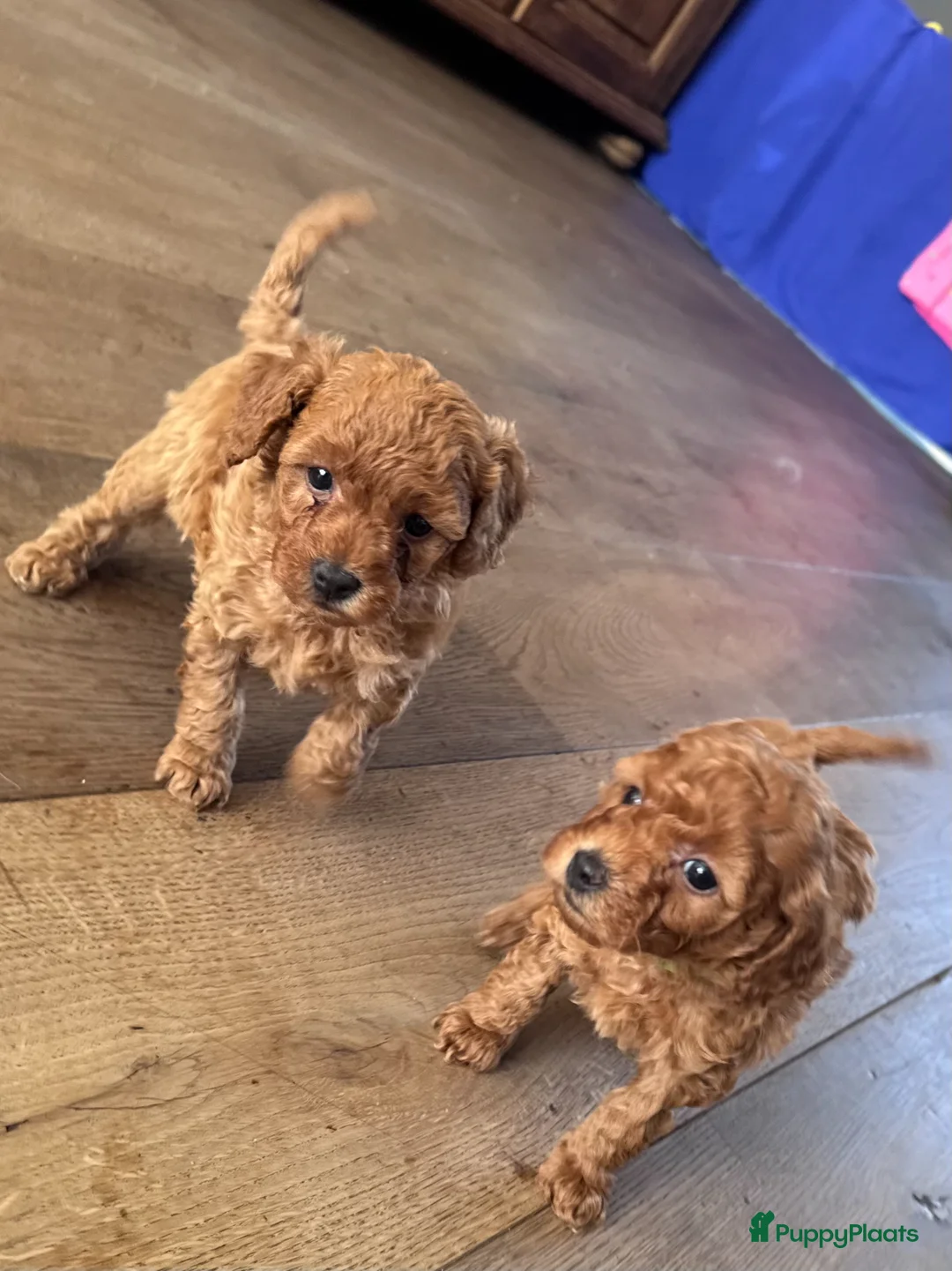 Maltipoo honden te koop: Maltipoo pups te koop - Advertentie 2