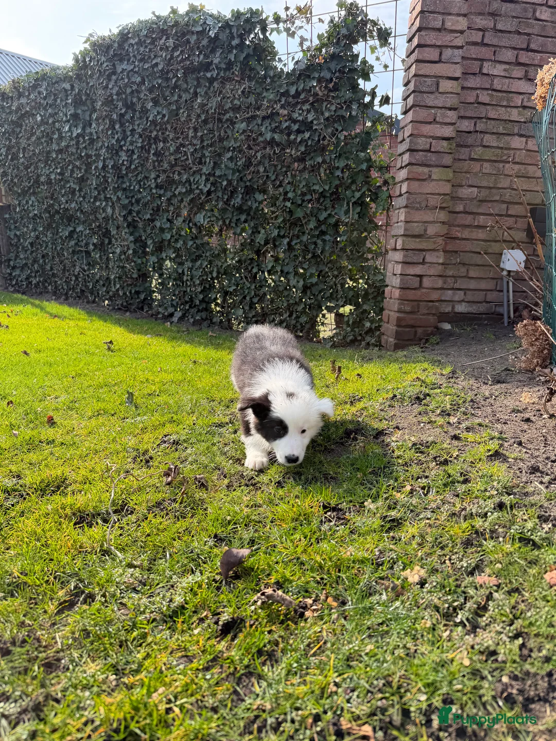 Kruising honden te koop: Australian Shepherd x Border Collie pups - Advertentie 19