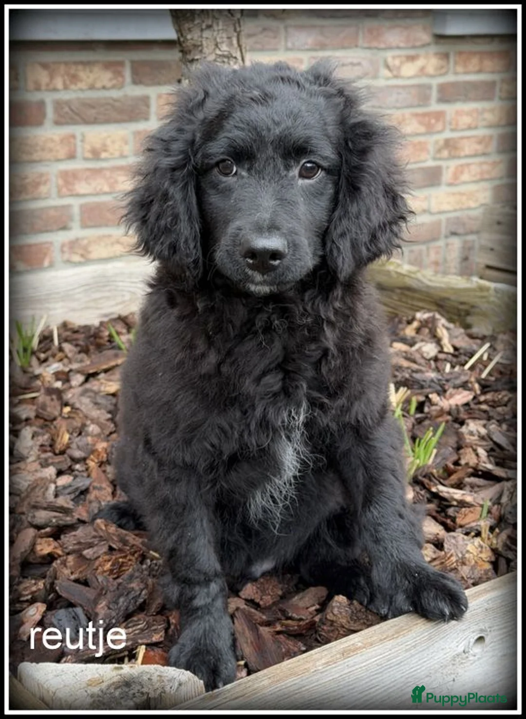 Kruising honden te koop: Boompoo pups Boomer x Poedel - Advertentie 2