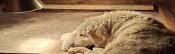 Golden Retriever honden te koop: Te koop lieve prachtige golden retriever pups - Advertentie 8