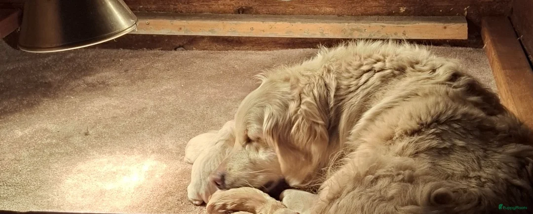 Golden Retriever honden te koop: Te koop lieve prachtige golden retriever pups - Advertentie 8