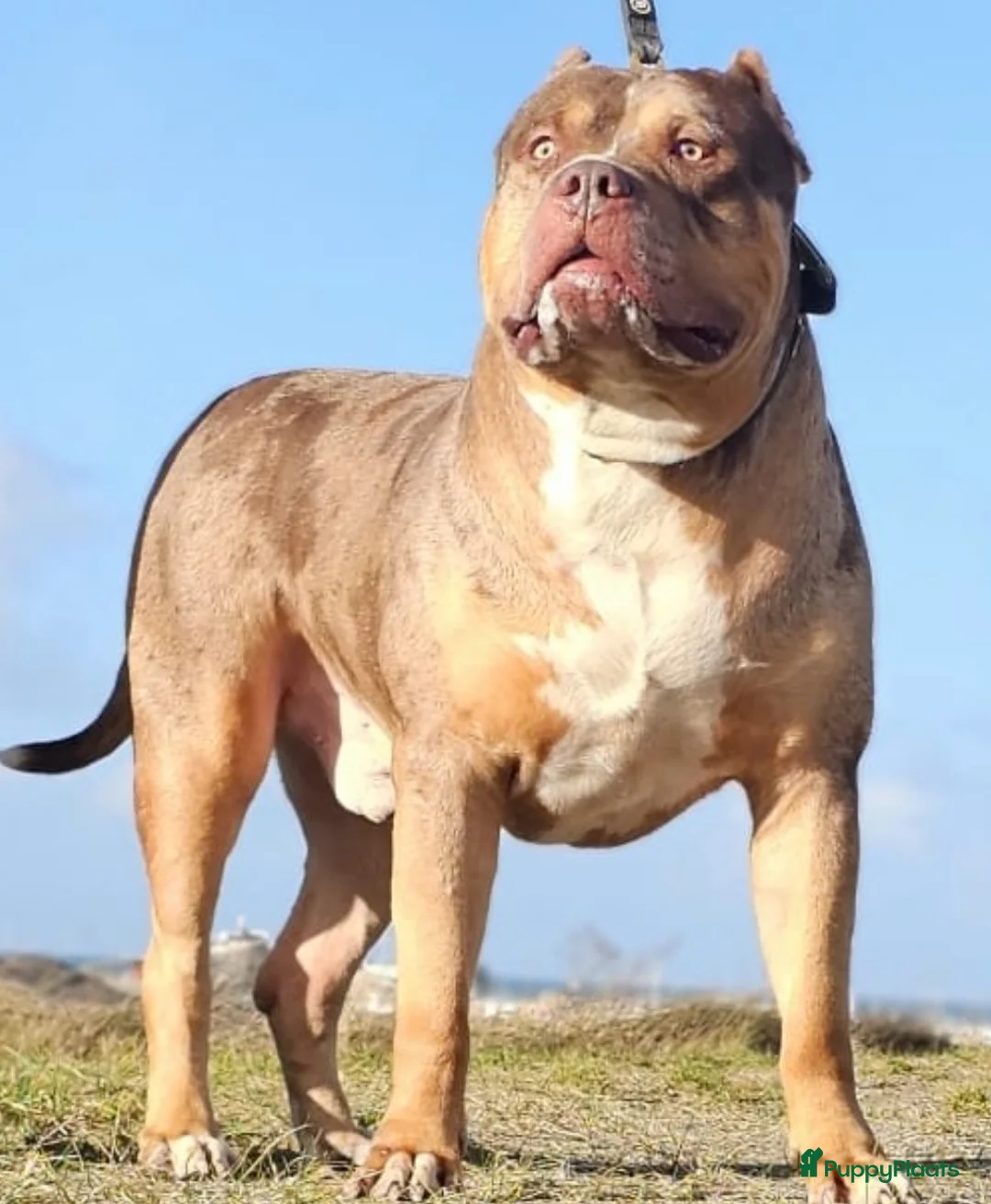 Amerikaanse Bully honden te koop: American Bully pups Abkc - Advertentie 4