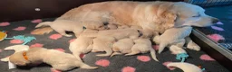 Golden Retriever honden te koop: Golden retriever pups - Advertentie 5