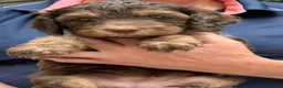 Australian Labradoodle honden te koop: Australian Labradoodle pups - Advertentie 24