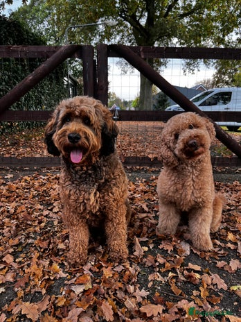 Kruising honden Mini medium Labradoodle pups - Advertentie 1