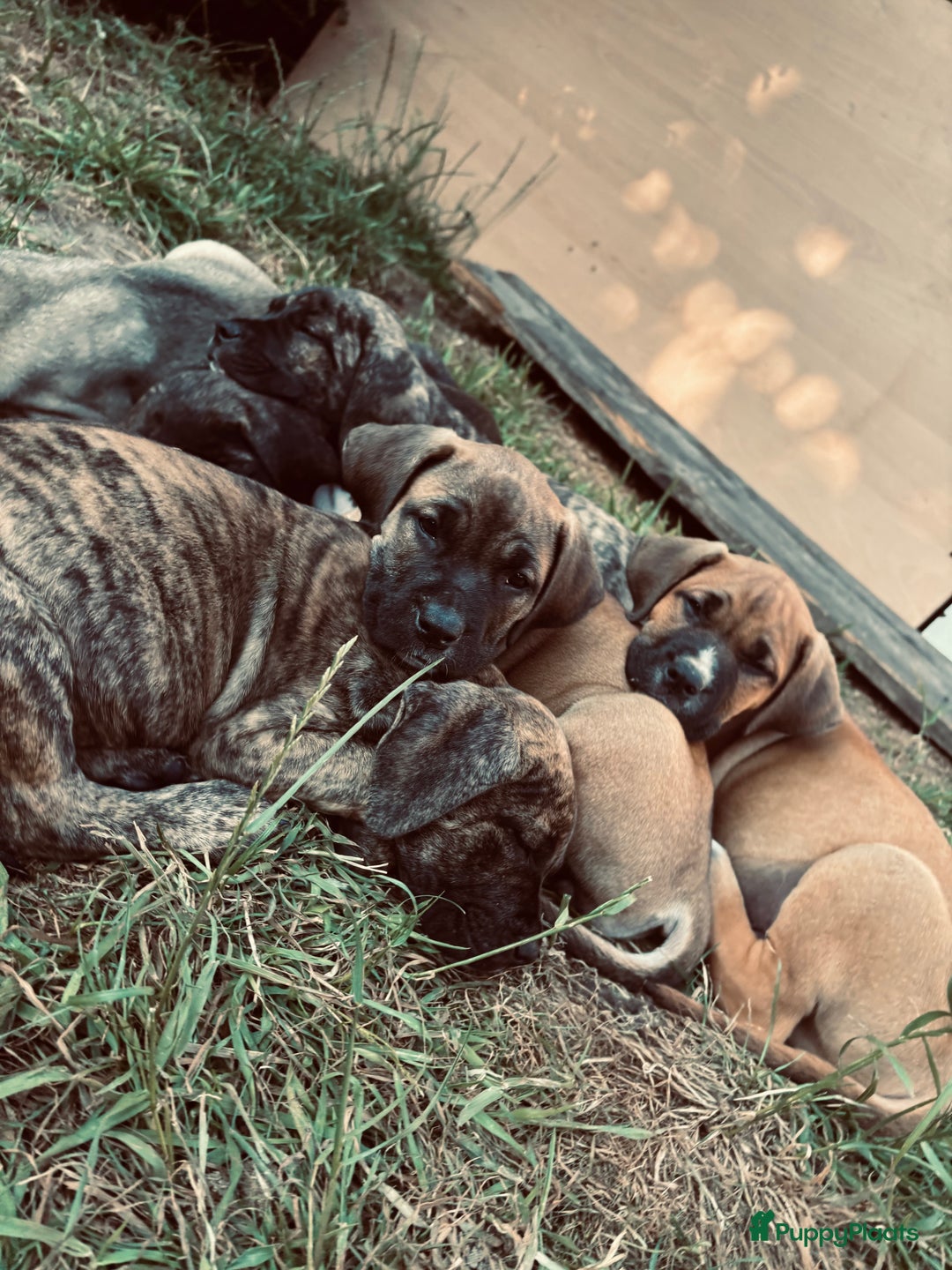 Kruising honden te koop: Mooie Presa/Fila 🥰 mastiff pups zoeken personeel  - Afbeelding 25
