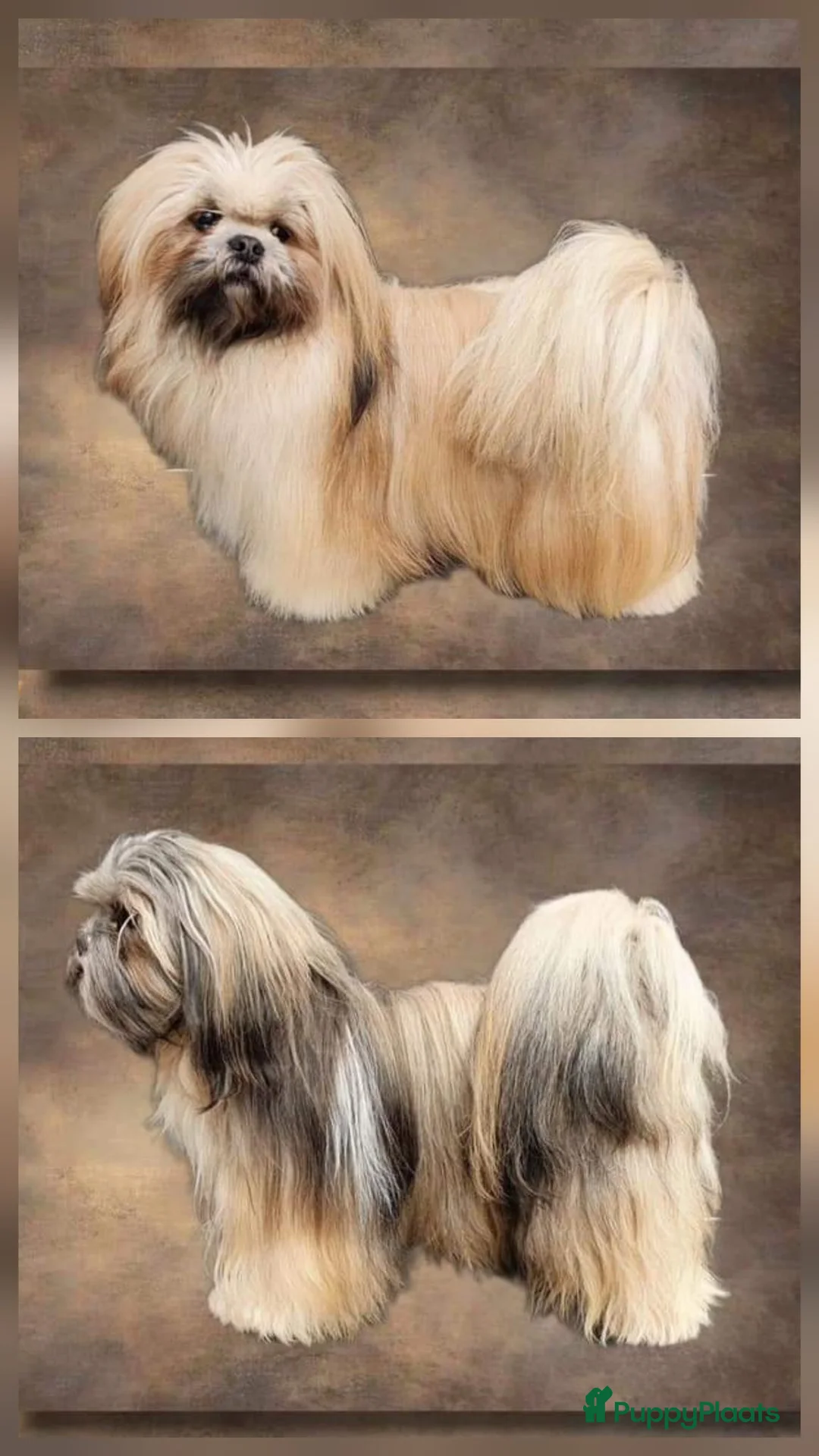 Lhasa Apso honden te koop: Lhasa Apso pups in Bedum - Advertentie 7