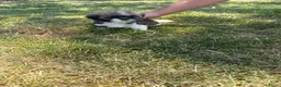 Shih Tzu honden te koop: Prachtig shih Tzu reutje  - Advertentie 10