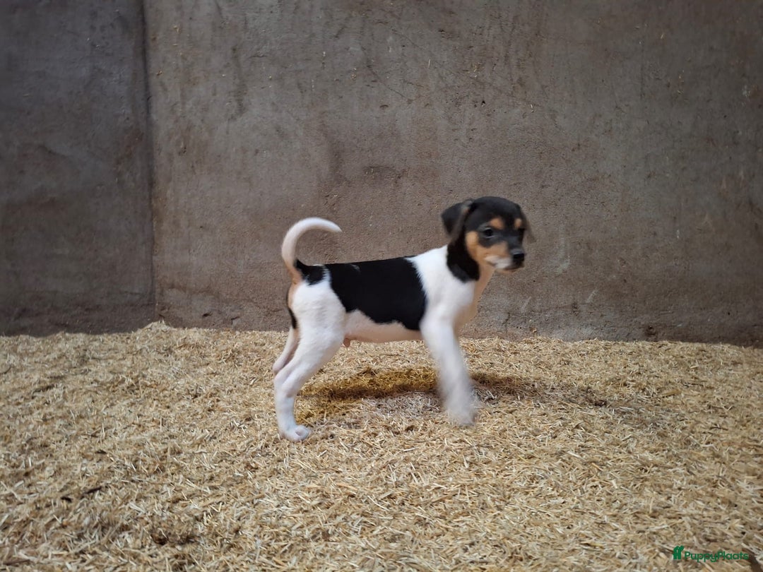 Fox Terriër Gladhaar honden te koop: boerenfox pups - Advertentie 4