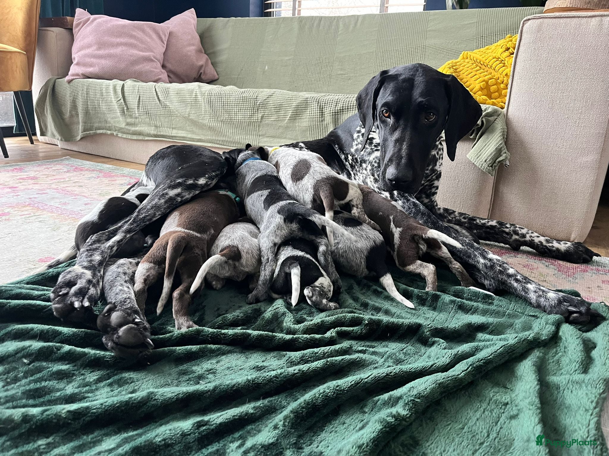 Duitse Staande Hond Korthaar honden Duitse Staande Korthaar puppy's met stamboom - Advertentie 1