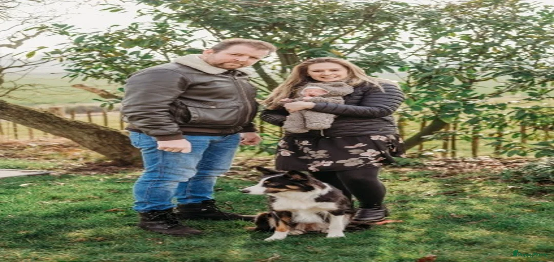 Galerij afbeelding {{count}}