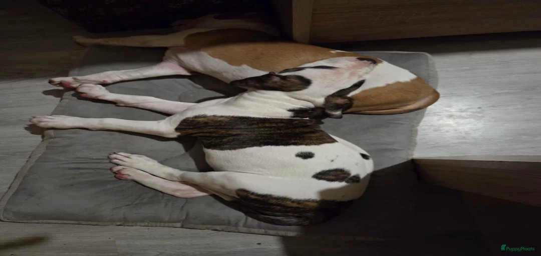 Galerij afbeelding {{count}}