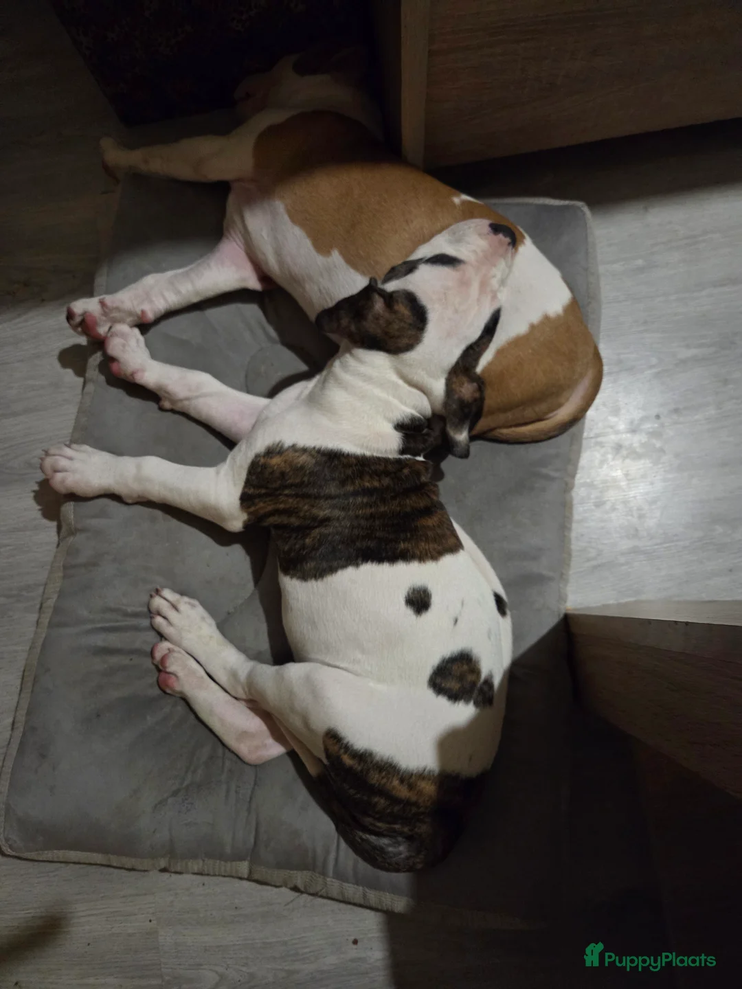 Galerij afbeelding {{count}}