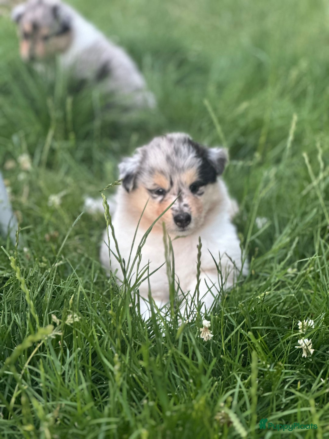 Schotse Herdershond langhaar honden te koop: Schotse Collie Pups Tricolor en Blue Merle - Afbeelding 8