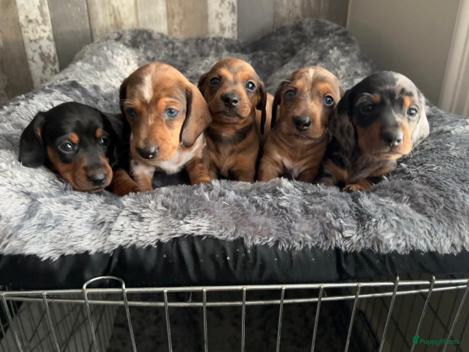Teckel (korthaar)  honden Dwerg teckel pups - Advertentie 2