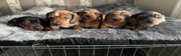 Teckel (korthaar)  honden te koop: Dwerg teckel pups - Advertentie 1