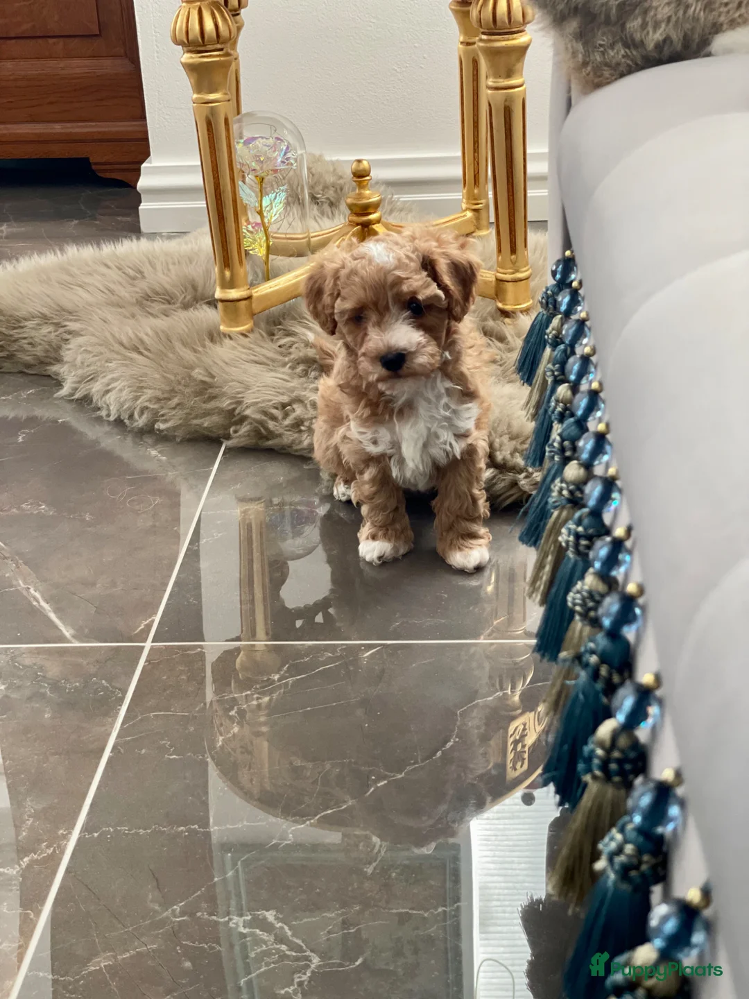 Maltipoo honden te koop: Maltipoo puppy - Advertentie 13