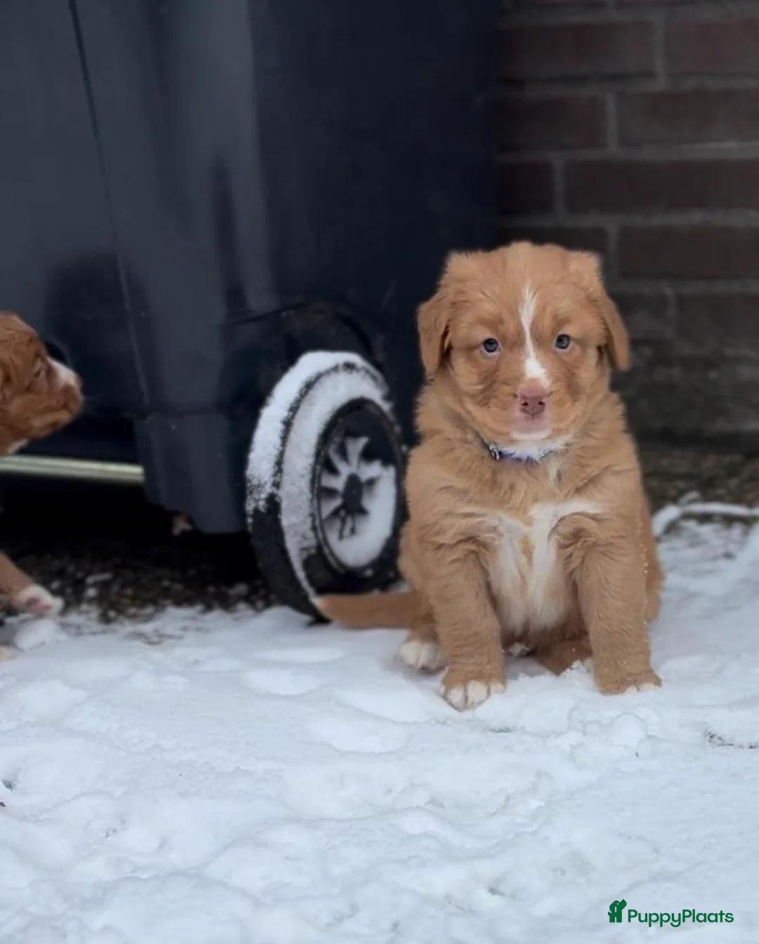 Nova Scotia Duck Tolling Retriever honden te koop: Toller pups met stamboom te koop  - Advertentie 3
