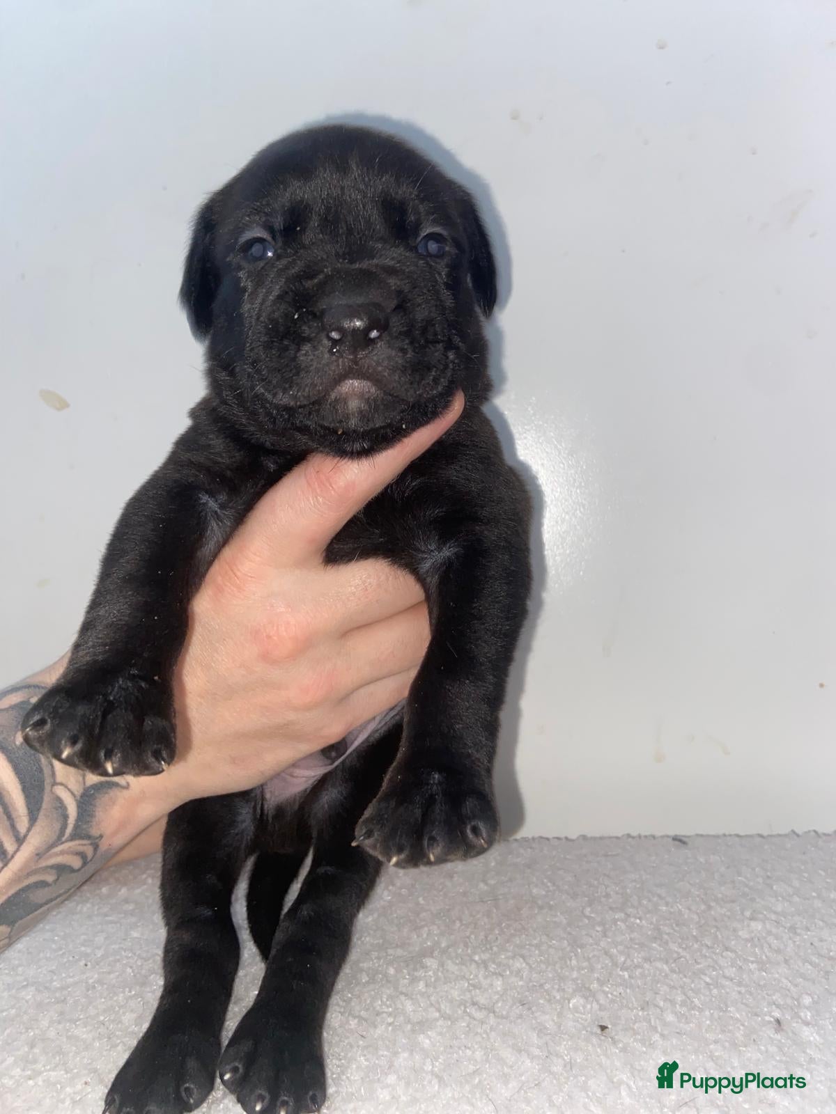 Kruising honden Bully xl pups  - Advertentie 18