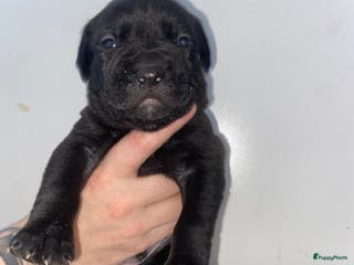 Kruising honden Bully xl pups - Advertentie 1