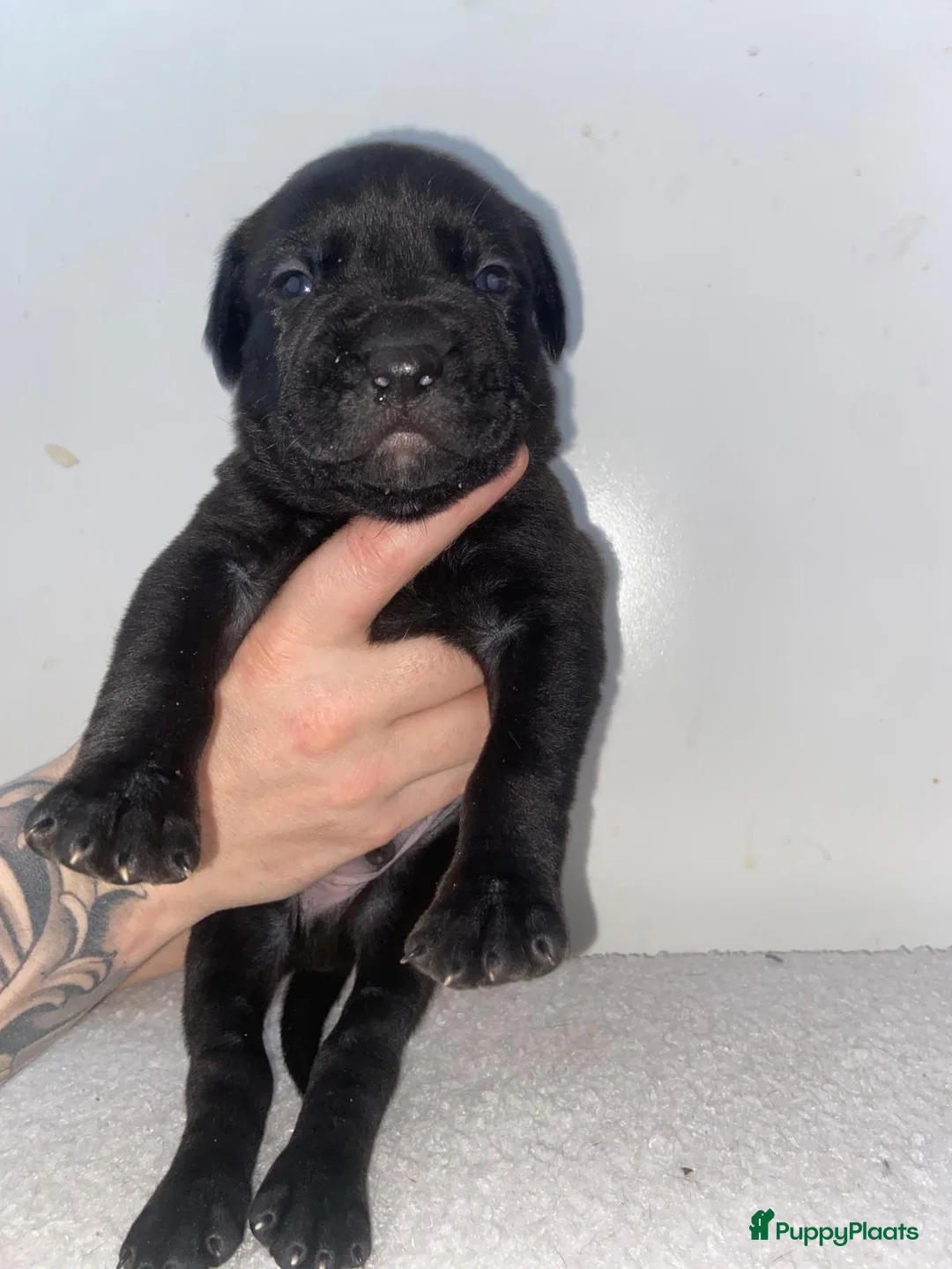 Kruising honden te koop: Bully xl pups  - Advertentie 1