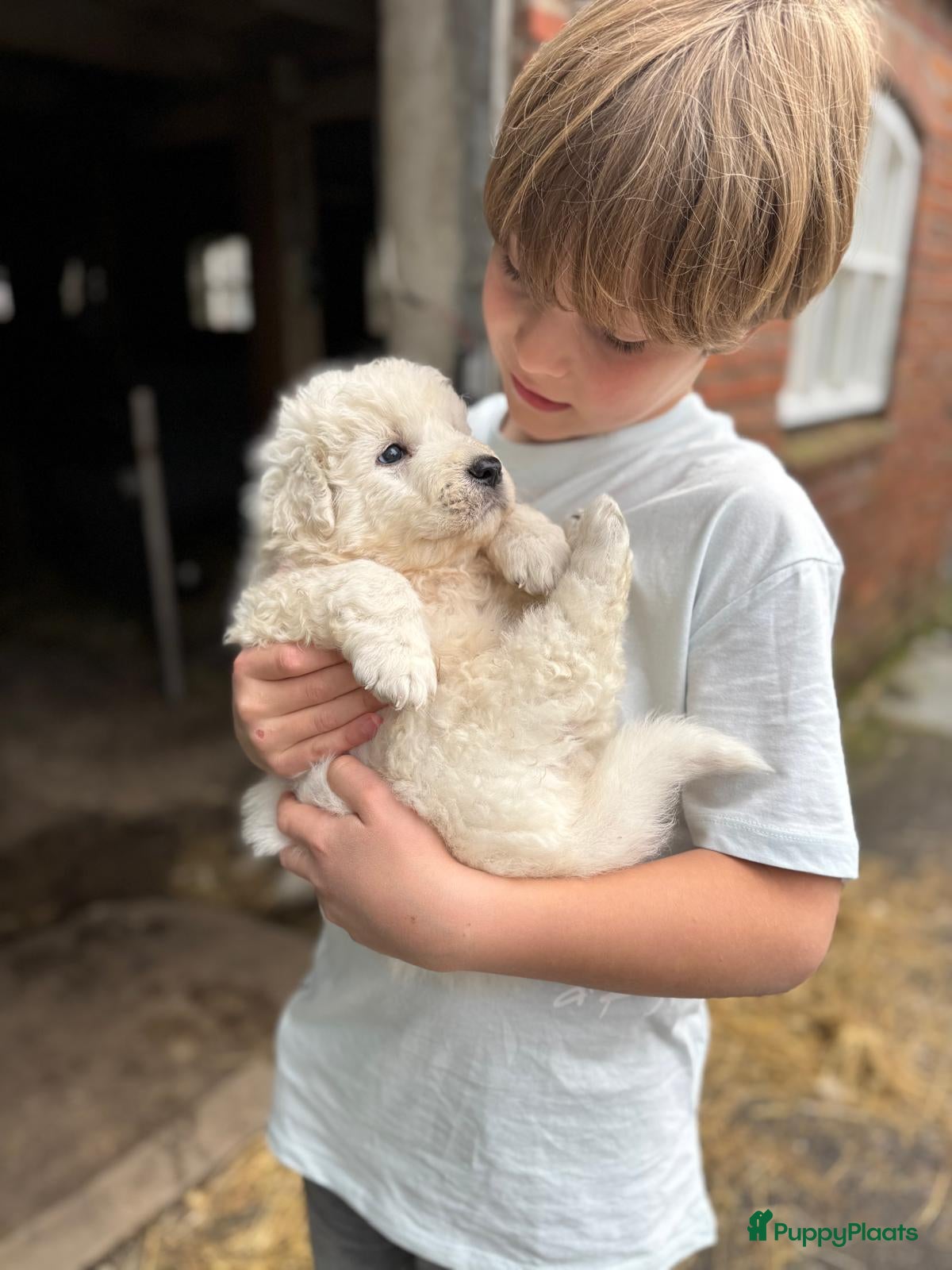 Berghond van de Maremmen en Abruzzen honden Super lieve en mooie puppies Erf/Vee/Gezindshond - Advertentie 2