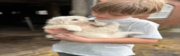 Berghond van de Maremmen en Abruzzen honden te koop: Super lieve en mooie puppies Erf/Vee/Gezindshond in Weerselo - Advertentie 2