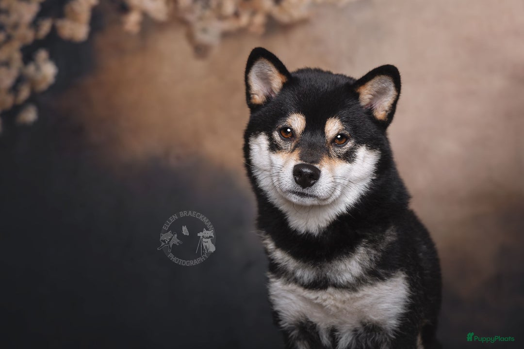 Shiba honden te koop: Shiba Inu pups met FCI stamboom - Afbeelding 4