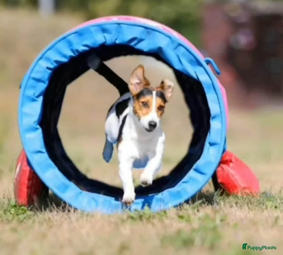 Jack Russel Terriër honden ter dekking: Jack russell ervaren dekreu - Advertentie 2