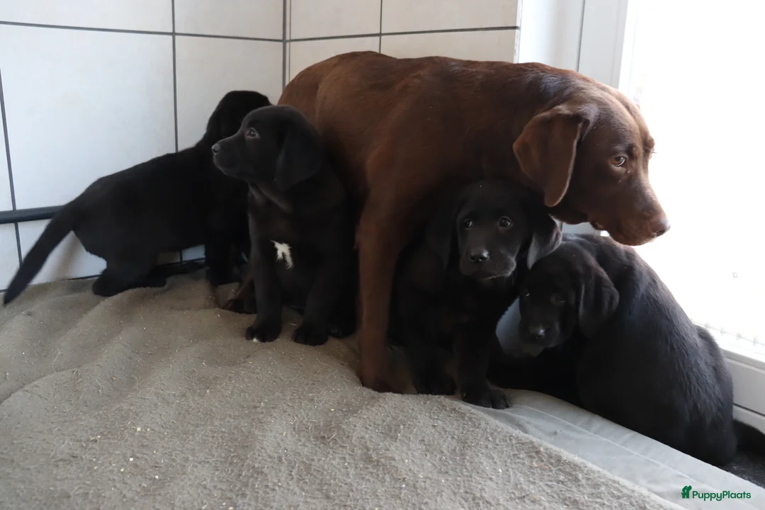 Labrador Retriever honden te koop: Hele lieve labrador pups te koop! - Advertentie 19
