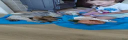 Overig honden te koop: Schattige Puppy's te koop - Advertentie 15
