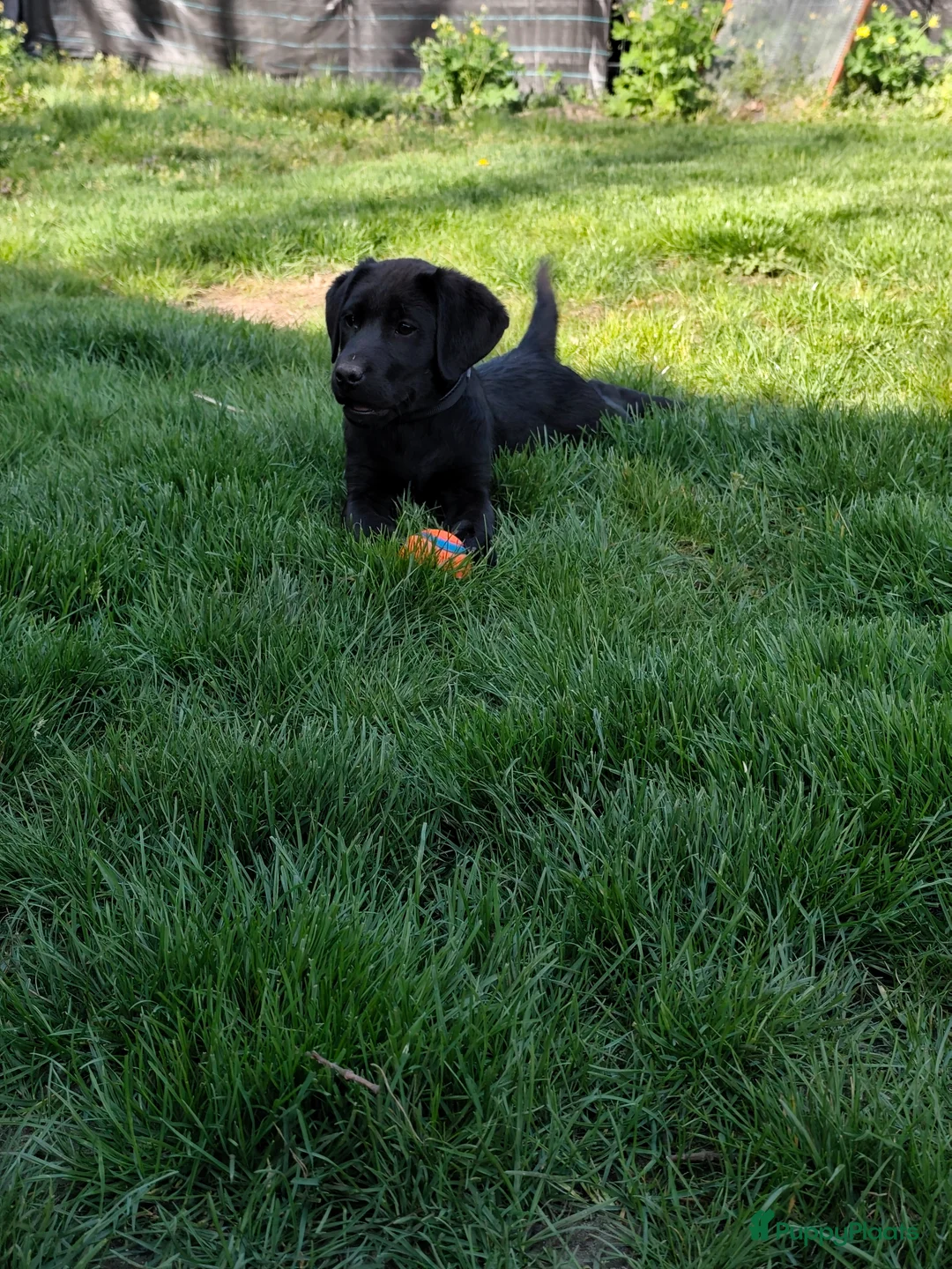 Labrador Retriever honden te koop: Labrador Retriever pups - Advertentie 10