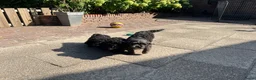 Kruising honden te koop: Boomer x Poedel (Boompoo) pups - Advertentie 17