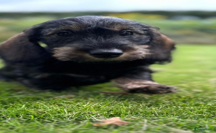 Ruwhaar Teckel honden - Advertentie 5