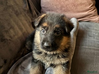 Duitse Herder honden Stamboom duitse herder reutje - Advertentie 1