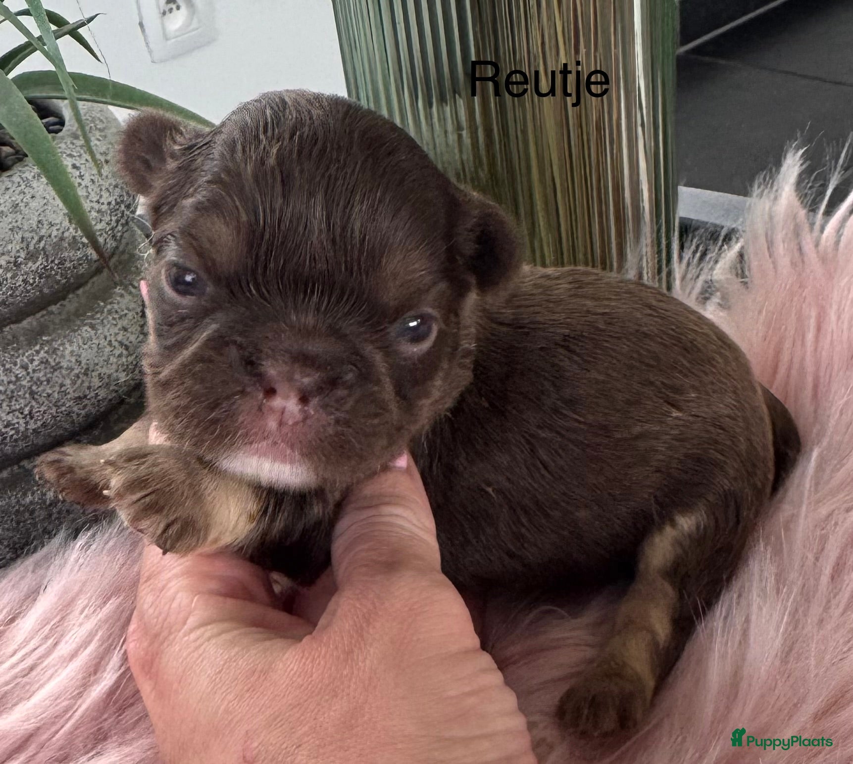 Franse Bulldog honden Prachtig nestje Franse bulldog pups  - Advertentie 1