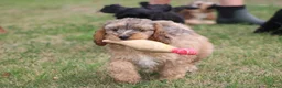 Cockapoo honden te koop: Cockapoo pups - Advertentie 4