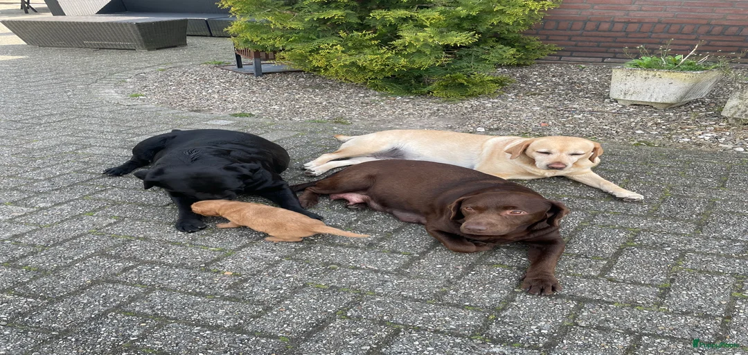 Galerij afbeelding {{count}}