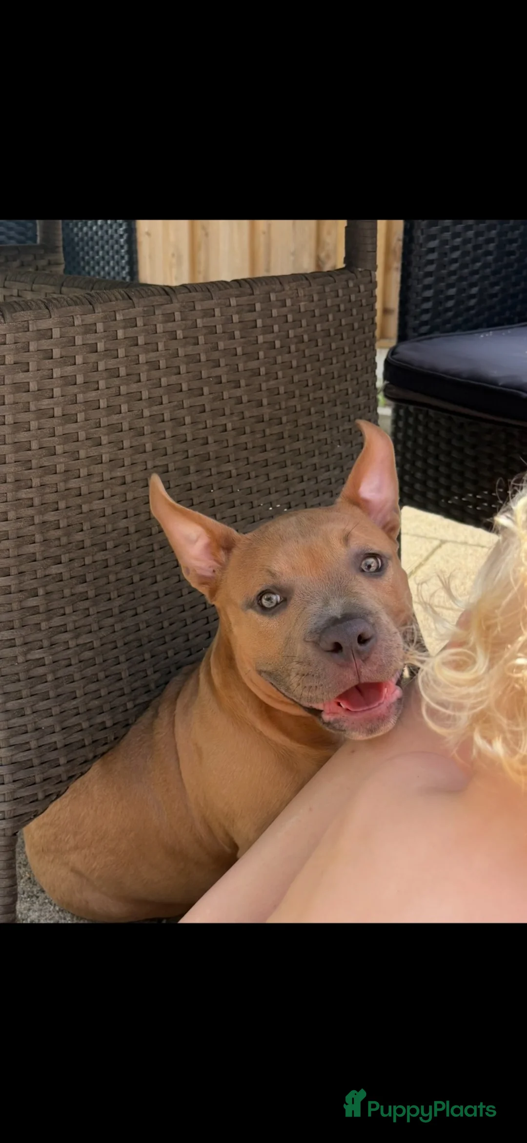 Amerikaanse Bully honden te koop: American pocket bully - Advertentie 3
