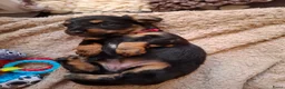Teckel (langhaar) honden te koop: Prachtige Black en Tan pups - Advertentie 7