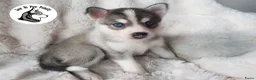 Pomsky honden te koop: Pomsky puppy’s F4+, 100% Amerikaanse bloedlijn - Advertentie 31
