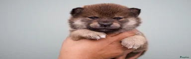 Shiba 2 Ilex