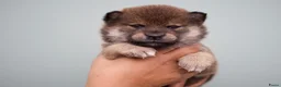 Shiba honden te koop:  Prachtige raszuivere Shiba Inu pups. - Advertentie 2