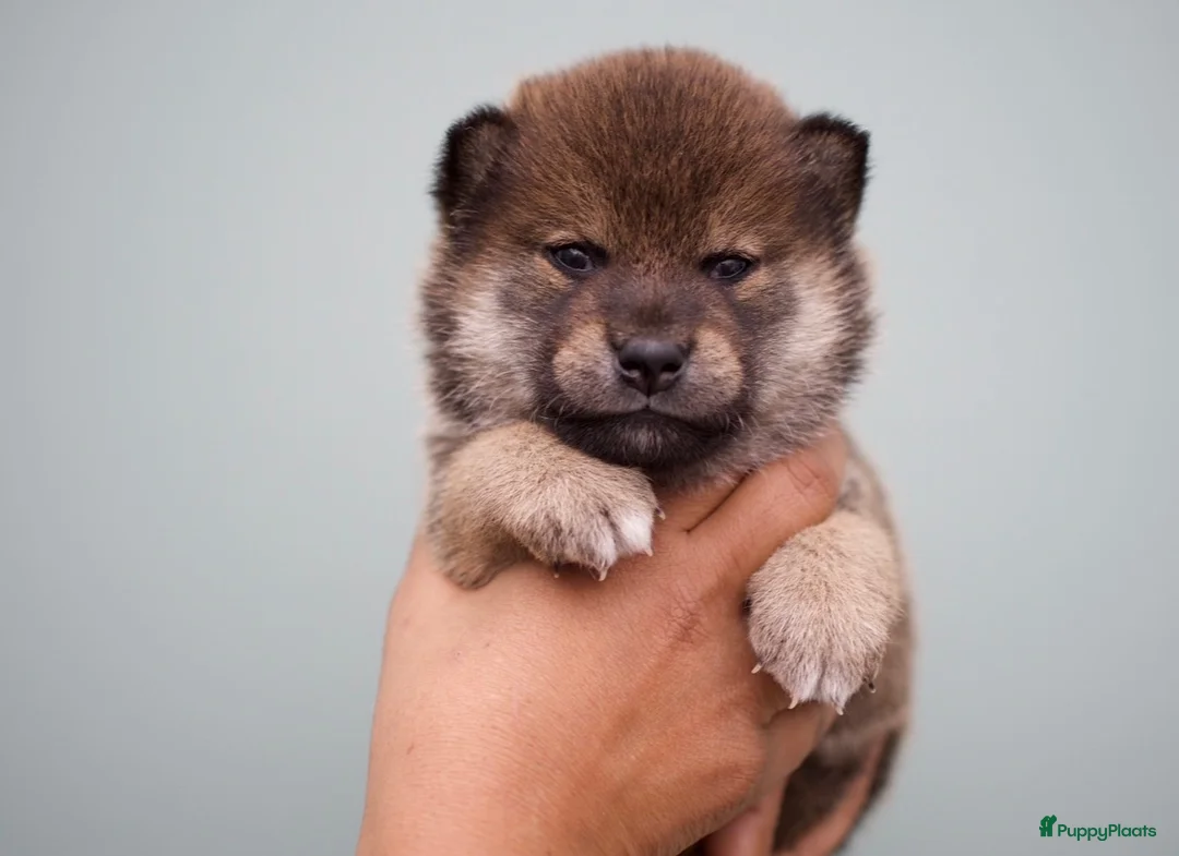 Shiba honden te koop:  Prachtige raszuivere Shiba Inu pups. - Advertentie 2