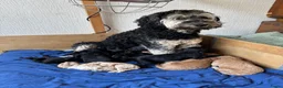 Australian Labradoodle honden te koop: Australian labradoodle reutjes beschikbaar  - Advertentie 2