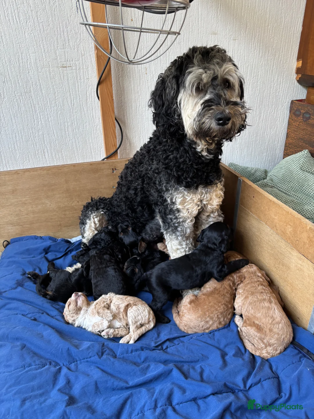 Australian Labradoodle honden te koop: Australian labradoodle reutjes beschikbaar  - Advertentie 2