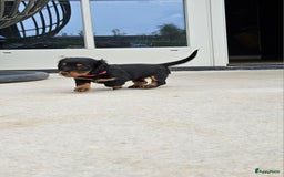 Teckel (langhaar) honden te koop: Mini - langharige dwergteckel pup met stamboom in Lienden - Afbeelding 8